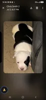 Aria, a female American Bulldog for sale in Independence, MO – 2 of 10