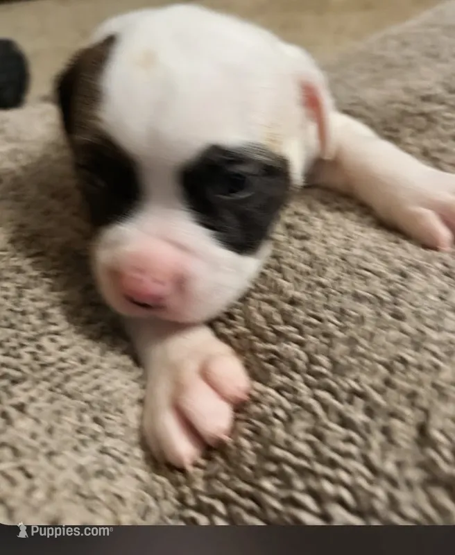 Pixie – American Bulldog puppy for sale in Independence, MO