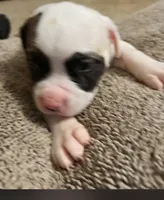 Pixie, a female American Bulldog for sale in Independence, MO – 1 of 8