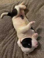 Aria, a female American Bulldog for sale in Independence, MO – 5 of 9