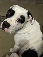 Girl #2, a female American Bulldog for sale in Independence, MO – 3 of 6