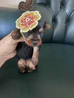 Ruby, a female Yorkshire Terrier for sale in Englewood, FL – Photo 4 of 5