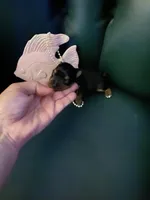 Ruby, a female Yorkshire Terrier for sale in Englewood, FL – Photo 5 of 5