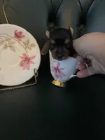 Ruby, a female Yorkshire Terrier for sale in Englewood, FL – Photo 3 of 5