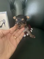 Ruby, a female Yorkshire Terrier for sale in Englewood, FL – Photo 1 of 5