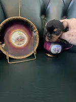 Sapphire , a male Yorkshire Terrier for sale in Englewood, FL – Photo 4 of 5