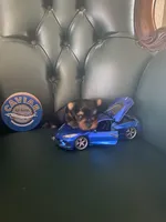 Sapphire , a male Yorkshire Terrier for sale in Englewood, FL – Photo 2 of 5