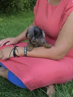 Mystique, a female Jack Russell Terrier and Poodle - Toy  for sale in Sturgis, MI – 3 of 3