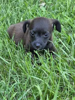 Whiskey, a female Jack Russell Terrier and Poodle - Toy  for sale in Sturgis, MI – 2 of 3