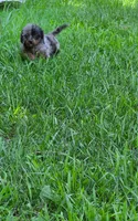 Mystique, a female Jack Russell Terrier and Poodle - Toy  for sale in Sturgis, MI – 2 of 3