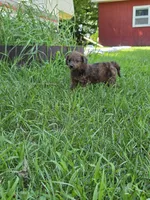 Rummey, a female Jack Russell Terrier and Poodle - Toy  for sale in Sturgis, MI – 2 of 3