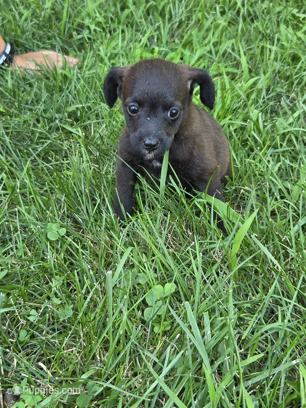 Whiskey – Jack Russell Terrier, Poodle - Toy  puppy for sale in Sturgis, MI
