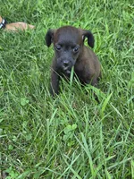 Whiskey, a female Jack Russell Terrier and Poodle - Toy  for sale in Sturgis, MI – 1 of 3
