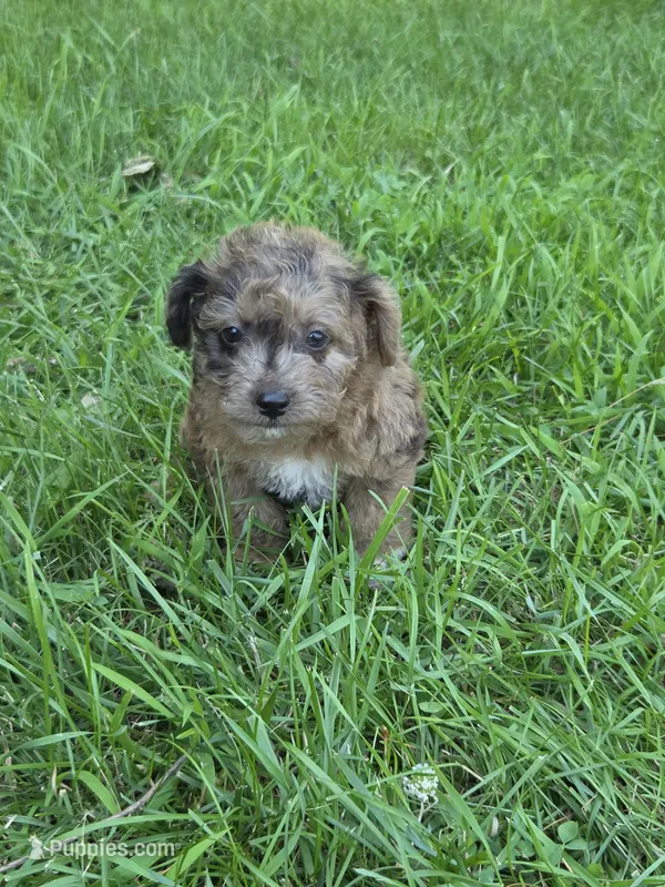 Snickers – Jack Russell Terrier, Poodle - Toy  puppy for sale in Sturgis, MI