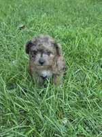 Snickers, a male Jack Russell Terrier and Poodle - Toy  for sale in Sturgis, MI – 1 of 3