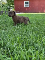 Rummey, a female Jack Russell Terrier and Poodle - Toy  for sale in Sturgis, MI – 3 of 3