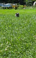 Puddin, a female Poodle - Toy  for sale in Sturgis, MI – 3 of 4