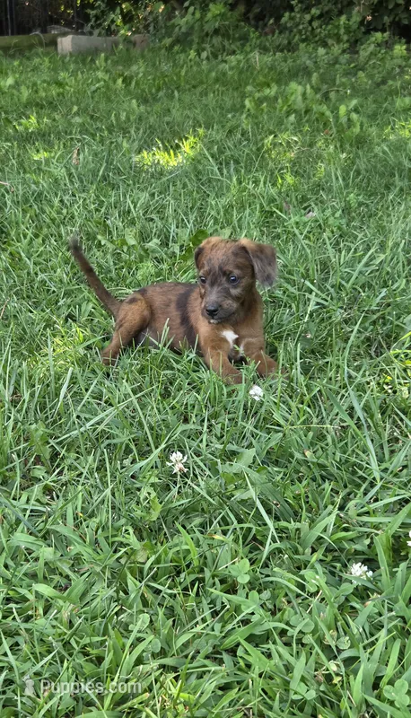 Buddy – Jack Russell Terrier, Poodle - Toy  puppy for sale in Sturgis, MI