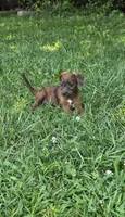 Buddy, a male Jack Russell Terrier and Poodle - Toy  for sale in Sturgis, MI – 1 of 4