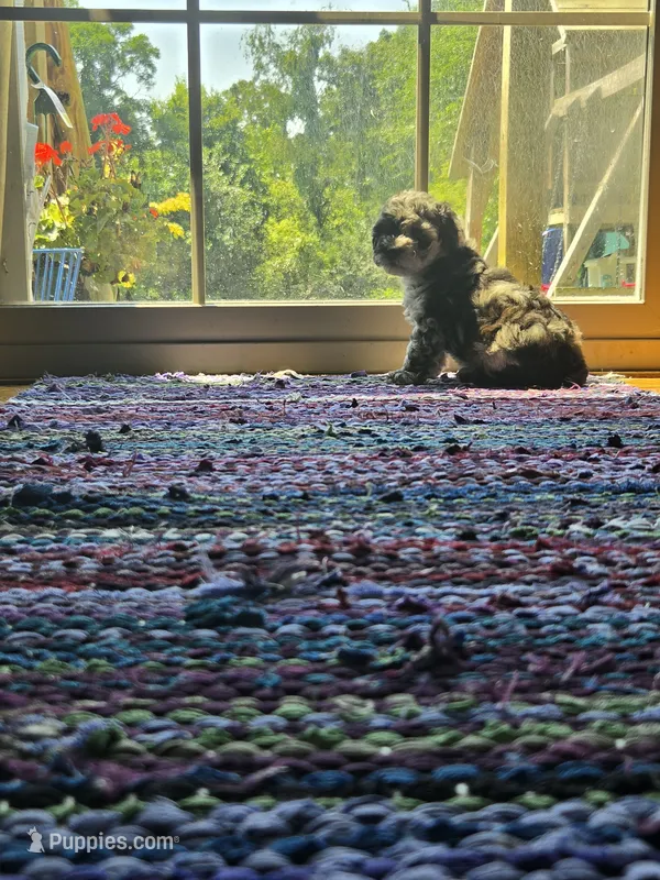 Puddin – Poodle - Toy  puppy for sale in Sturgis, MI