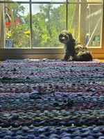 Puddin, a female Poodle - Toy  for sale in Sturgis, MI – 1 of 4