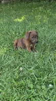 Buddy, a male Jack Russell Terrier and Poodle - Toy  for sale in Sturgis, MI – 3 of 4