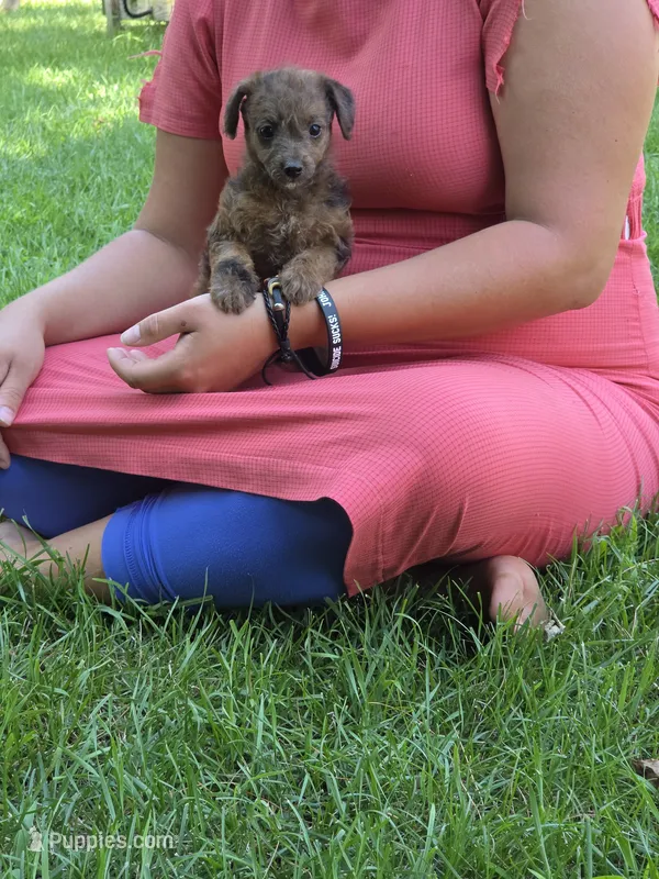 Rummey – Jack Russell Terrier, Poodle - Toy  puppy for sale in Sturgis, MI