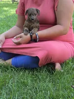 Rummey, a female Jack Russell Terrier and Poodle - Toy  for sale in Sturgis, MI – 1 of 3