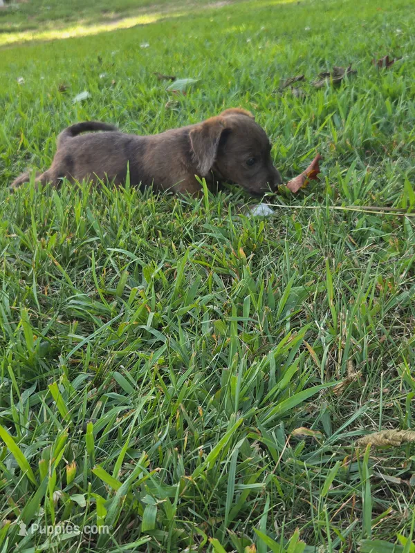 Buddy – Jack Russell Terrier, Poodle - Toy  puppy for sale in Sturgis, MI