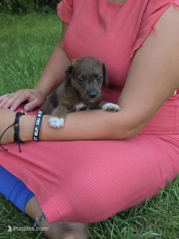 Buddy – Jack Russell Terrier, Poodle - Toy  puppy for sale in Sturgis, MI