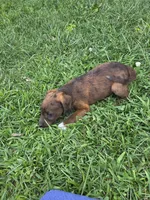 Buddy, a male Jack Russell Terrier and Poodle - Toy  for sale in Sturgis, MI – 2 of 4