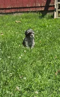 Puddin, a female Poodle - Toy  for sale in Sturgis, MI – 2 of 4