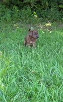 Buddy, a male Jack Russell Terrier and Poodle - Toy  for sale in Sturgis, MI – 2 of 3