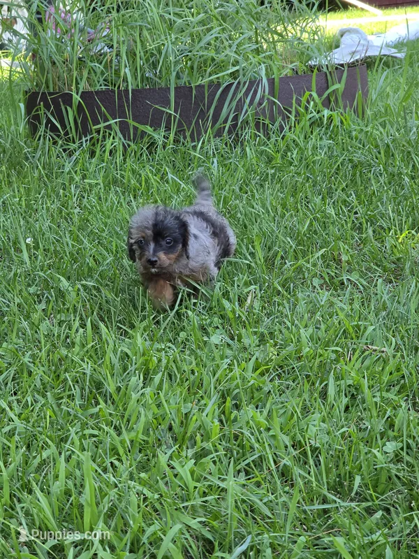 Mystique – Jack Russell Terrier, Poodle - Toy  puppy for sale in Sturgis, MI
