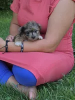 Snickers, a male Jack Russell Terrier and Poodle - Toy  for sale in Sturgis, MI – 2 of 3