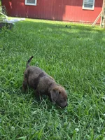 Buddy, a male Jack Russell Terrier and Poodle - Toy  for sale in Sturgis, MI – 3 of 3