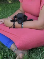 Whiskey, a female Jack Russell Terrier and Poodle - Toy  for sale in Sturgis, MI – 3 of 3