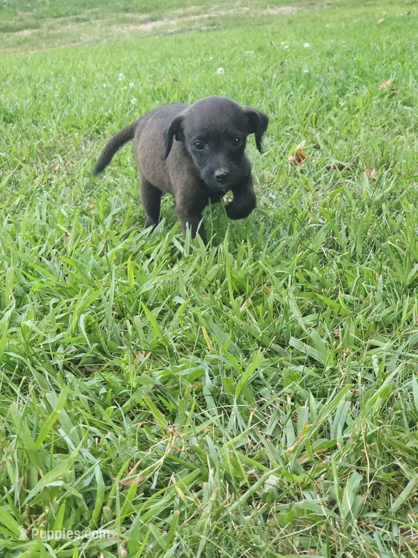 Whiskey – Jack Russell Terrier, Poodle - Toy  puppy for sale in Sturgis, MI