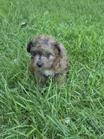 Snickers, a male Jack Russell Terrier and Poodle - Toy  for sale in Sturgis, MI – 3 of 3