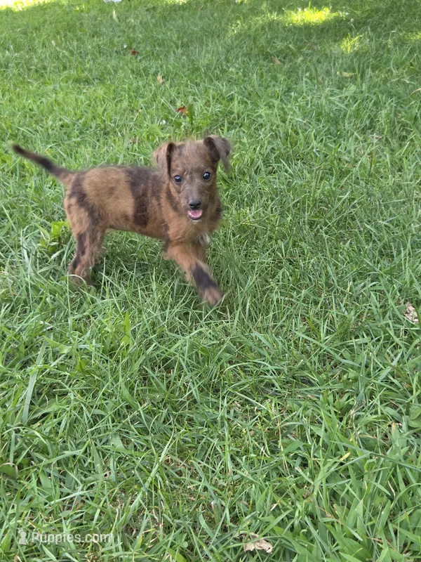 Rummey – Jack Russell Terrier, Poodle - Toy  puppy for sale in Sturgis, MI