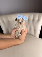 Fairy, a female Shihpoo for sale in Gainesville, FL – Photo 7 of 7