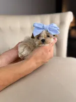 Fairy, a female Shihpoo for sale in Gainesville, FL – Photo 6 of 7