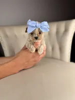 Fairy, a female Shihpoo for sale in Gainesville, FL – Photo 5 of 7