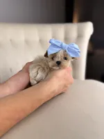 Fairy, a female Shihpoo for sale in Gainesville, FL – Photo 2 of 7