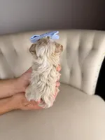 Fairy, a female Shihpoo for sale in Gainesville, FL – Photo 3 of 7