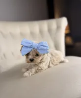 Fairy, a female Shihpoo for sale in Gainesville, FL – Photo 4 of 7