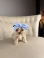 Fairy, a female Shihpoo for sale in Gainesville, FL – Photo 1 of 7