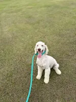Lily FREE CLEAR AKC bb Mm, a female Poodle - Miniature  for sale in Gainesville, FL – 2 of 2