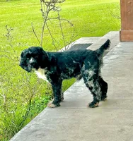 Woody, a male Cocker Spaniel for sale in Gainesville, FL – Photo 2 of 2