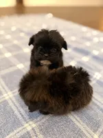 Gnome, a male Shihpoo for sale in Gainesville, FL – Photo 2 of 8